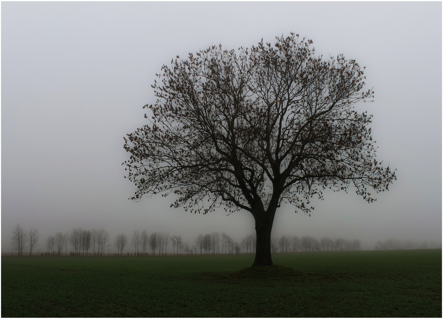 Viele Bäume 