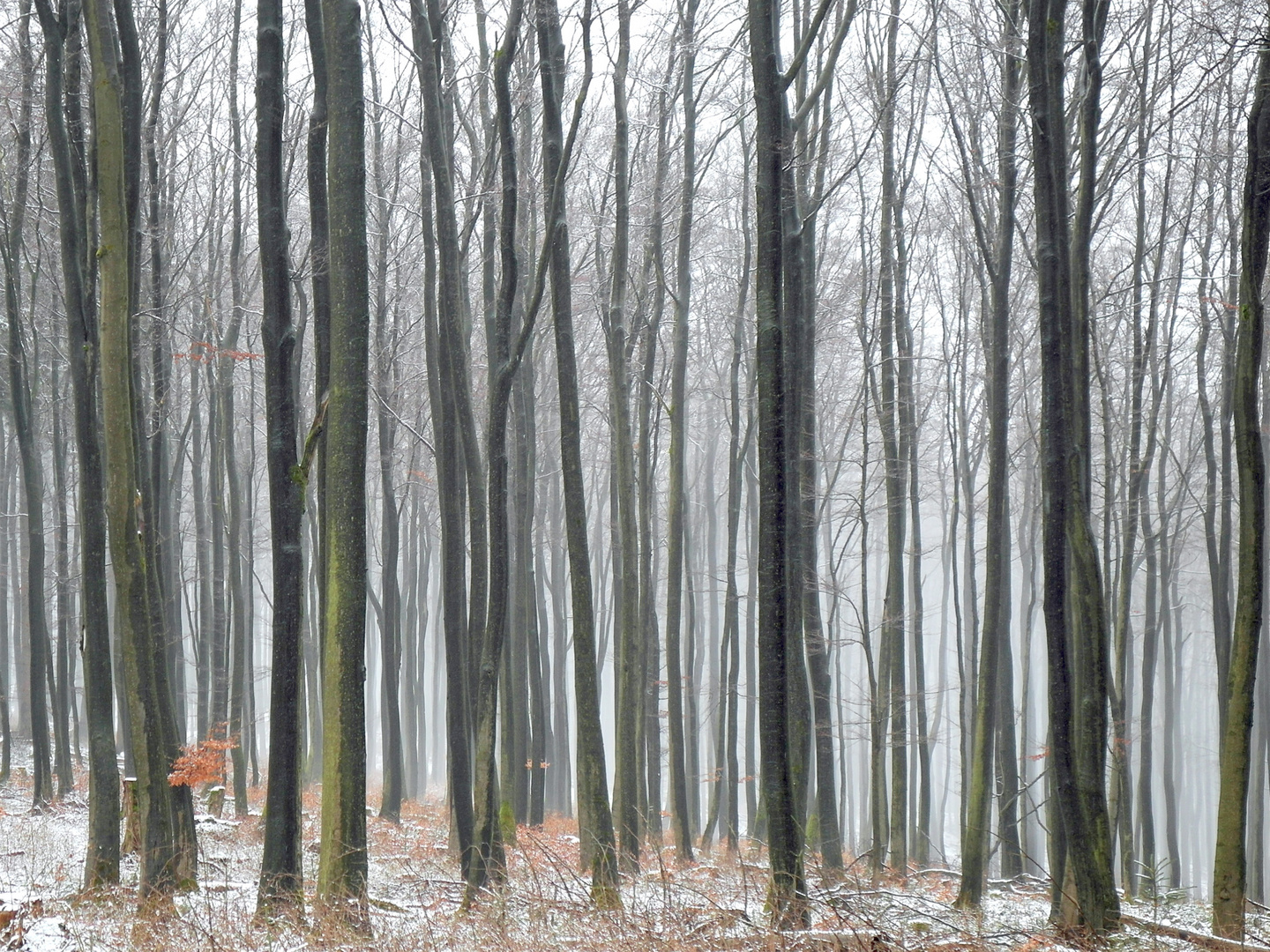 viele Bäume machen einen Wald