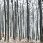 viele Bäume machen einen Wald