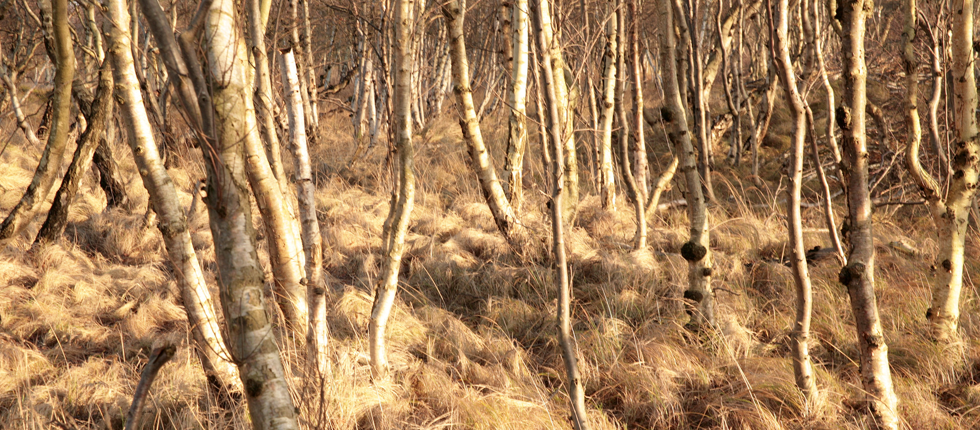 viele bäume sind auch ein wald - 2 -