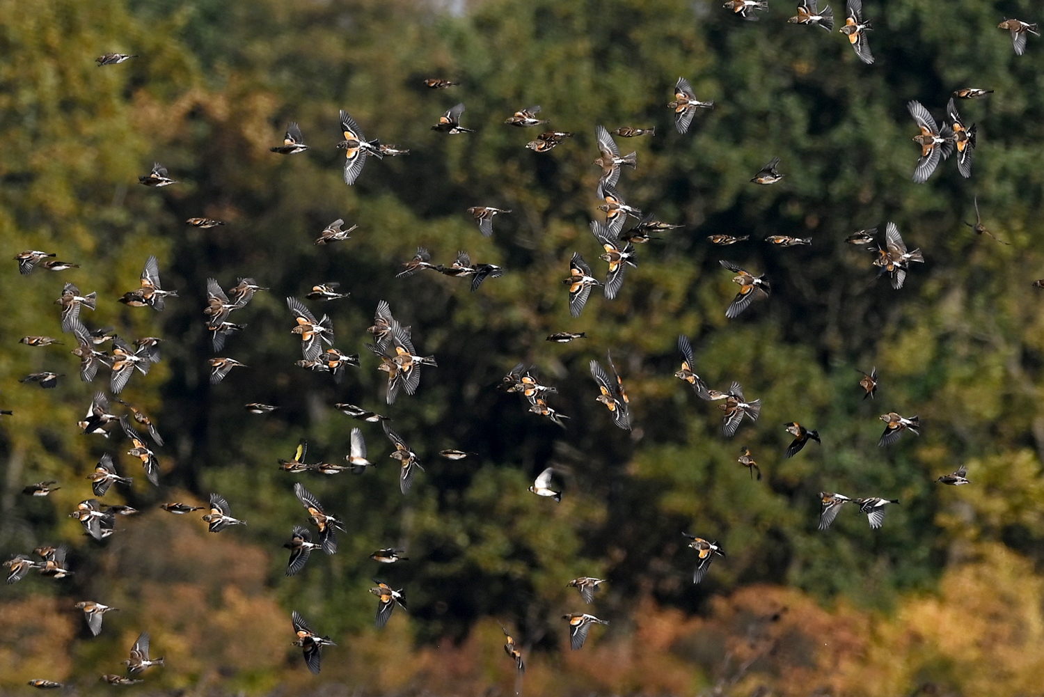 Viele Bergfinken und zwei Stieglitze