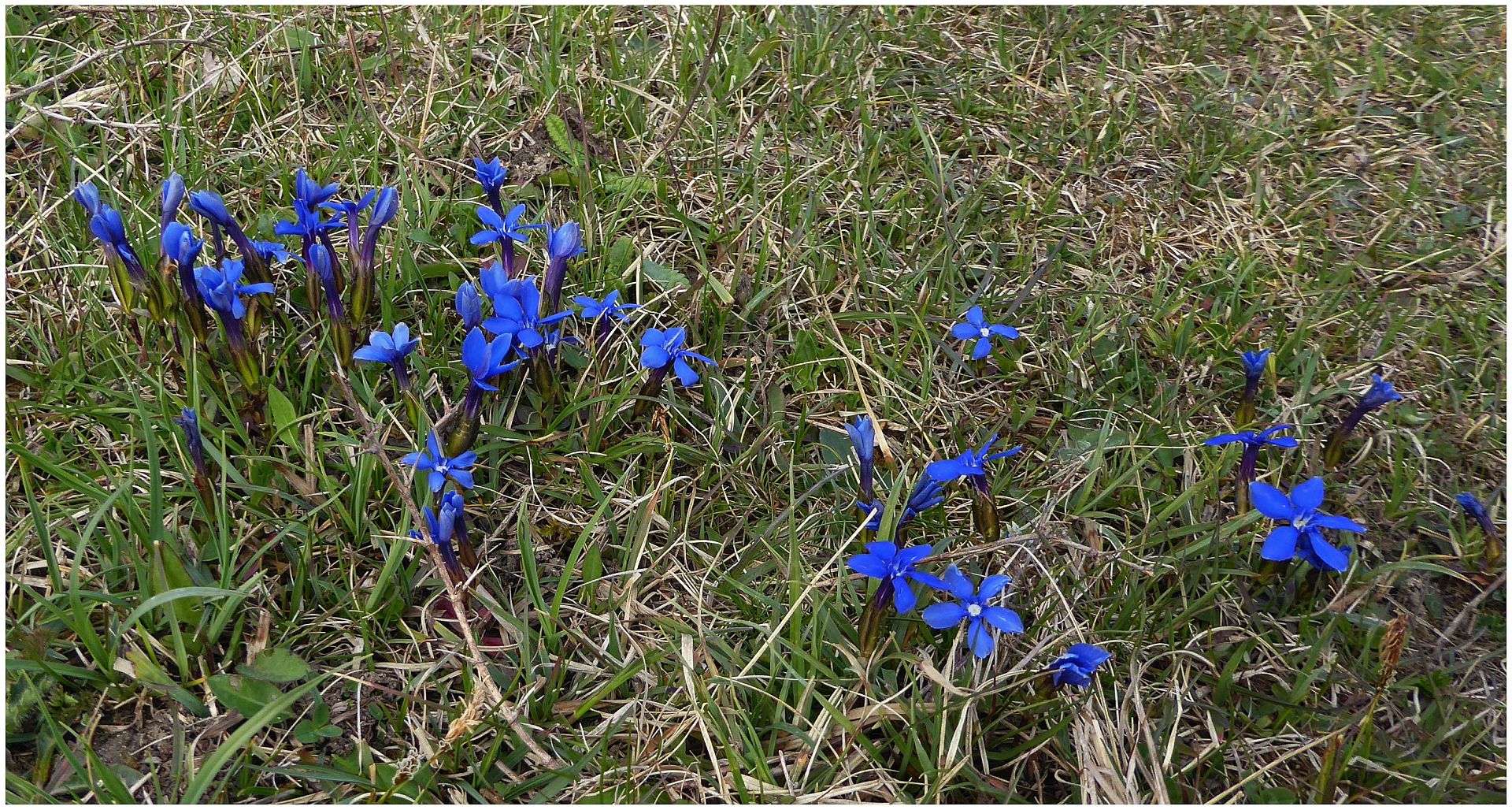 Viele blaue Blümchen