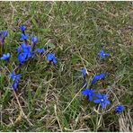 Viele blaue Blümchen