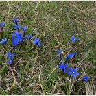 Viele blaue Blümchen