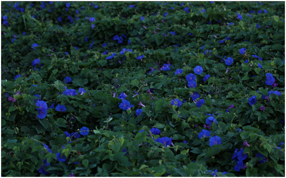 viele blaue Blümchen...