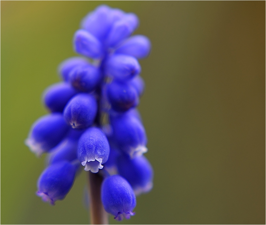 Viele blaue Blüten