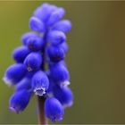 Viele blaue Blüten