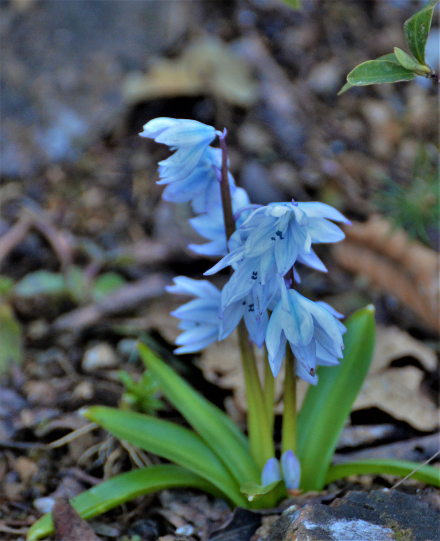 ...viele blaue Sternchen......