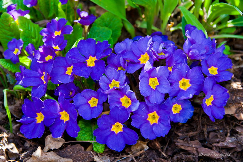 Viele Blümchen