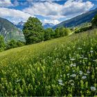 Viele Blümchen :)