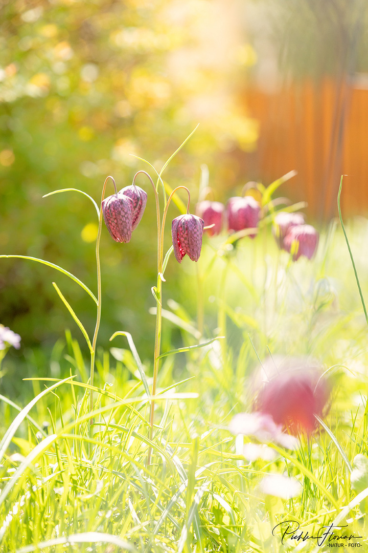 viele Blüten