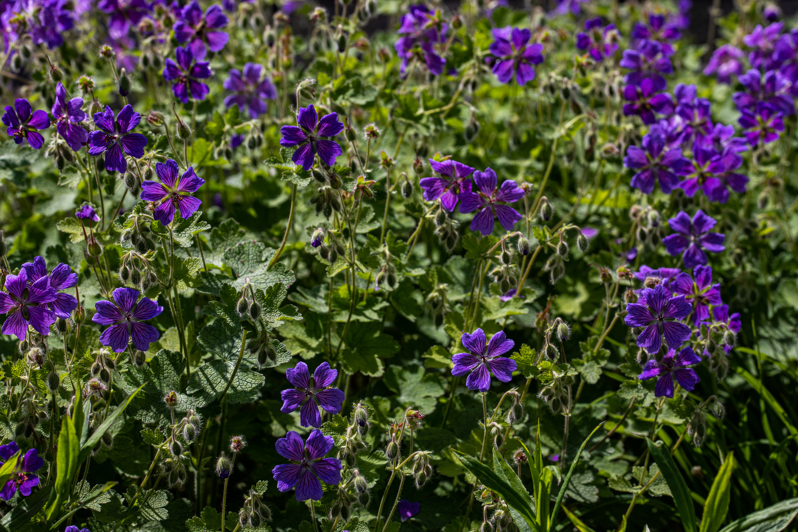 Viele Blüten