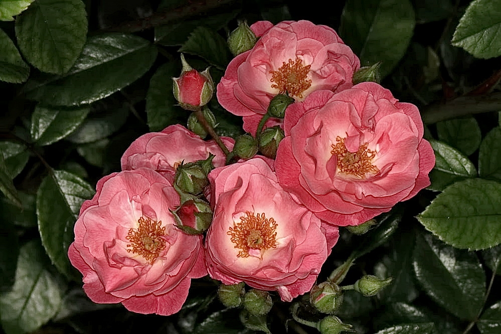 viele Blüten Foto & Bild blumen, blüten, flower, makro Bilder auf