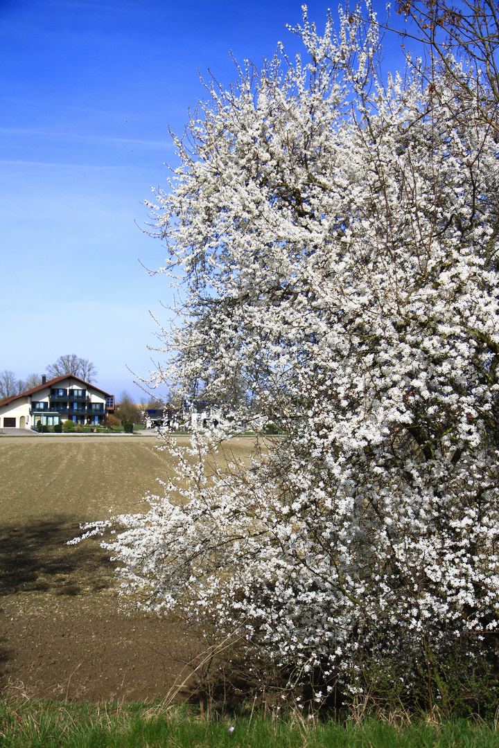 viele blüten