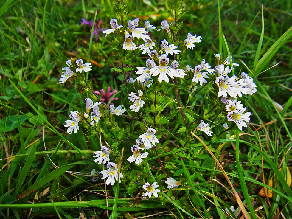 viele Blüten