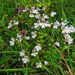 viele Blüten