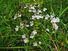 viele Blüten