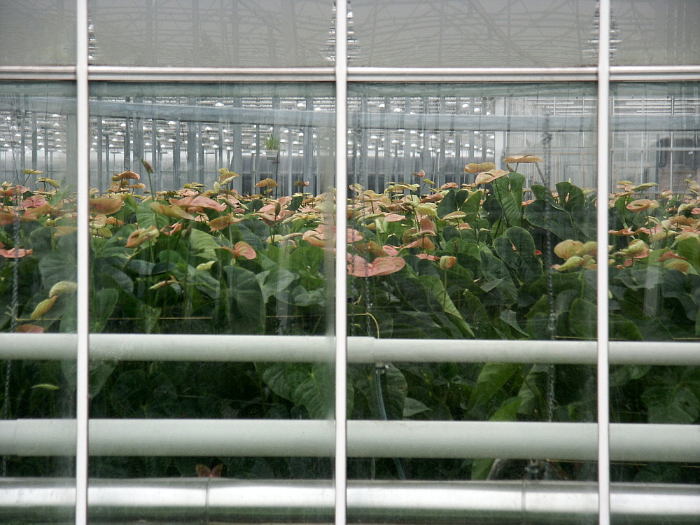 Viele Blumen, die wir im Bau- oder Gartenmarkt billig kaufen können...