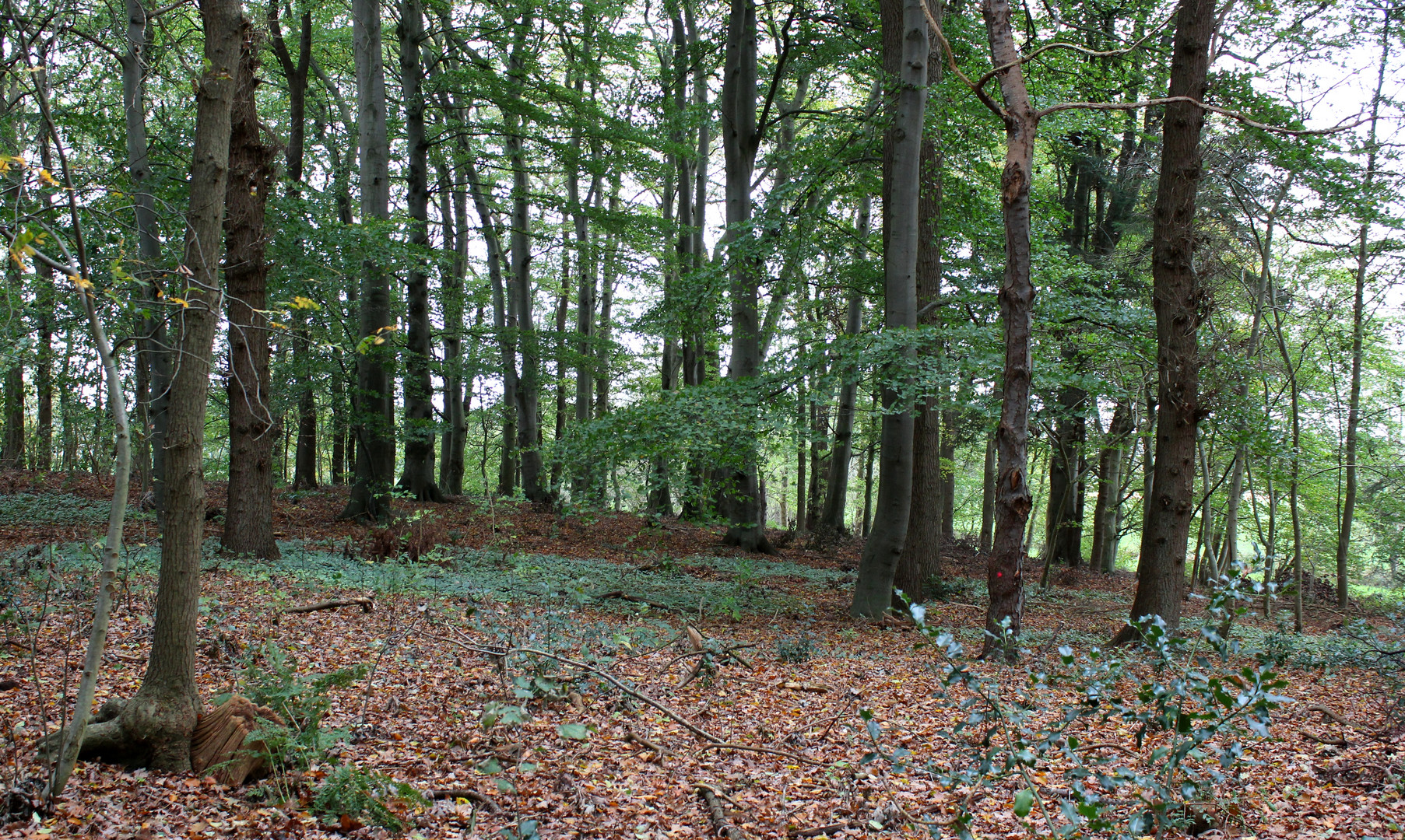 viele Buchen ... vor dem Sturm  "Herwart" 