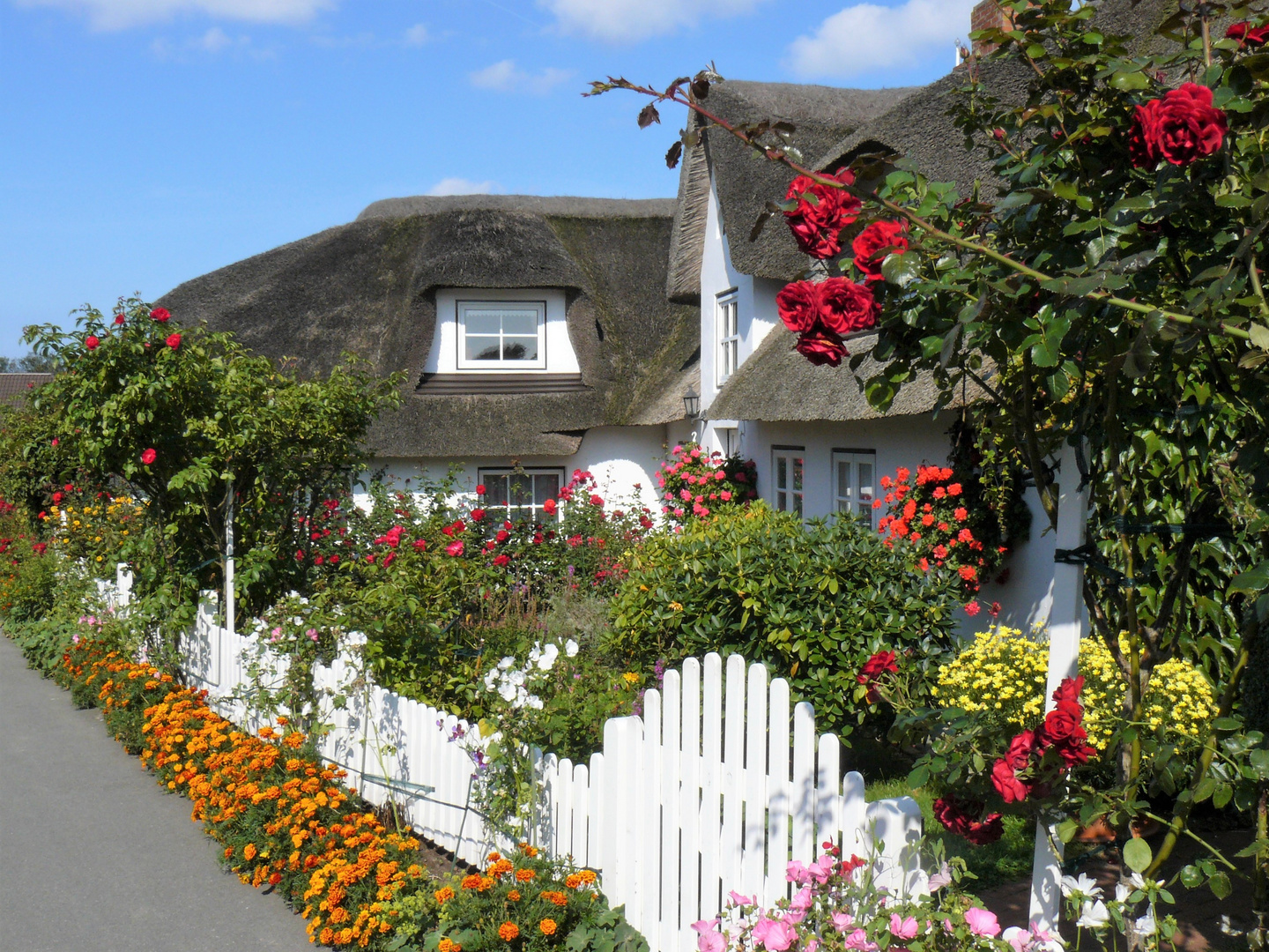 viele bunte Blumen