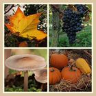 Viele bunte Farben in der  Natur schenkt uns der Herbst