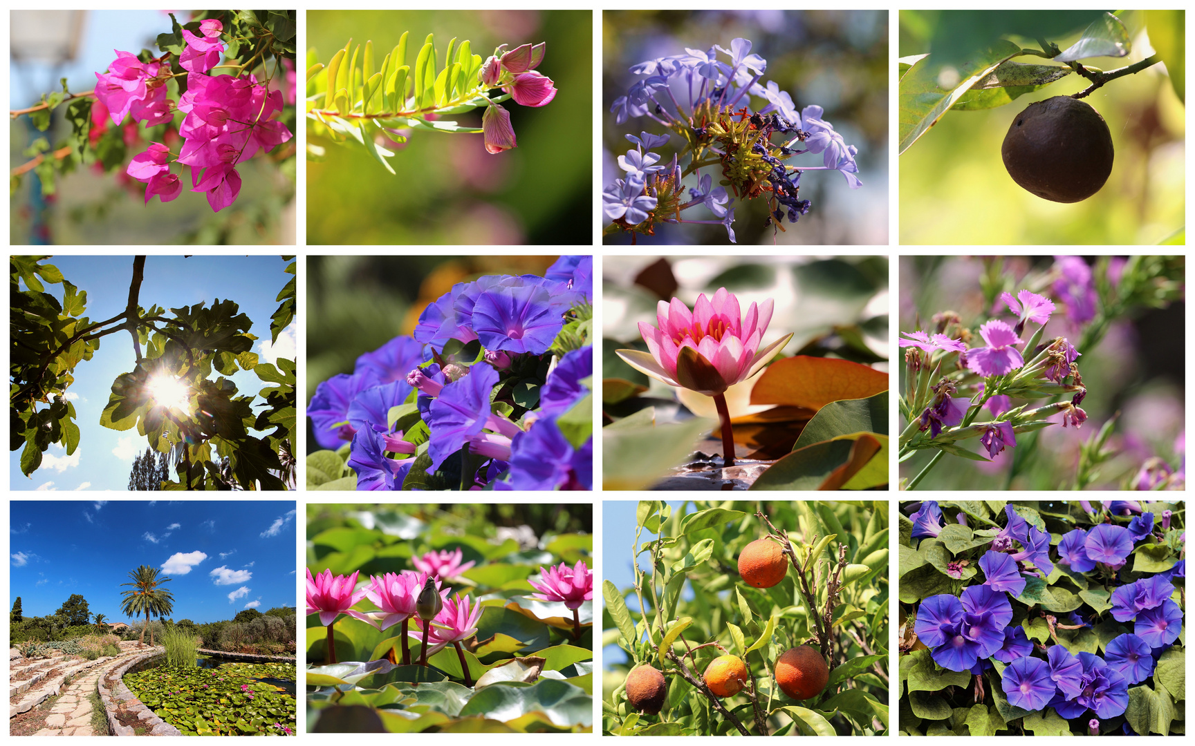 Viele bunte Grüße aus dem botanischen Garten von Soller