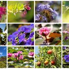 Viele bunte Grüße aus dem botanischen Garten von Soller