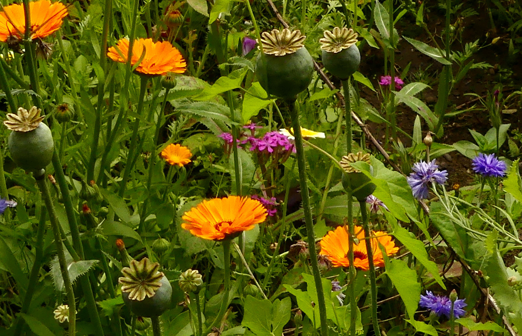 Viele bunte Mittwochsblümchen