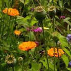 Viele bunte Mittwochsblümchen