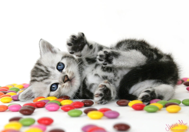 Viele Bunte Smarties Foto Bild Tiere Haustiere Katzen Bilder Auf Fotocommunity