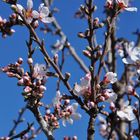 Viele Details der Mandelblüte