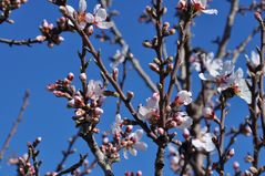 Viele Details der Mandelblüte