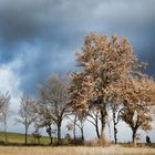 viele  Eichen verlieren ihre Blaetter erst im Fruehjahr.