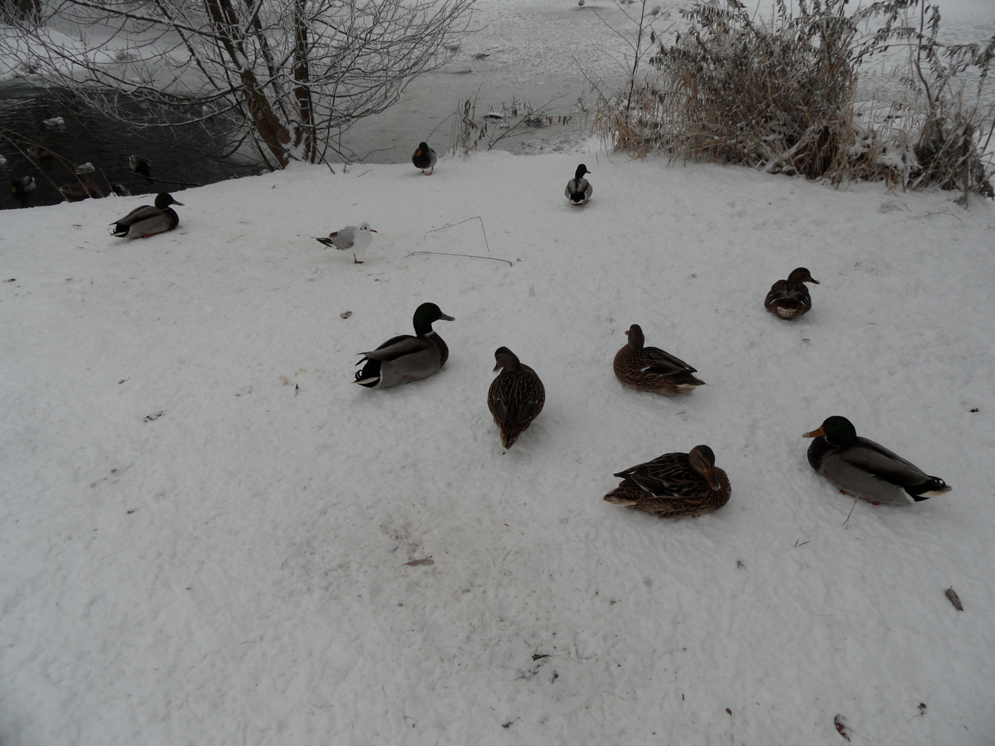 Viele Enten im Park