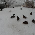 Viele Enten im Park