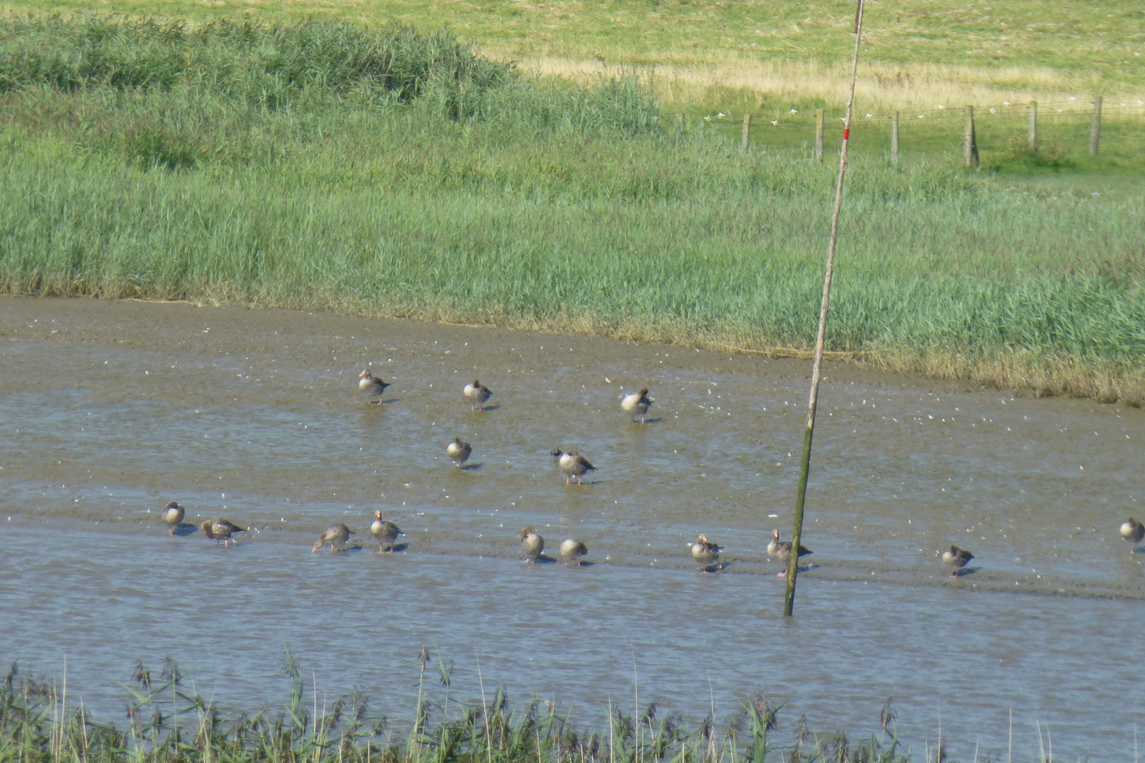 Viele Enten und gänse sind im Augenblick auf der Eider zu sehen