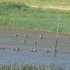 Viele Enten und gänse sind im Augenblick auf der Eider zu sehen