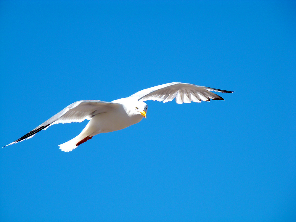 viele Federn im Wind