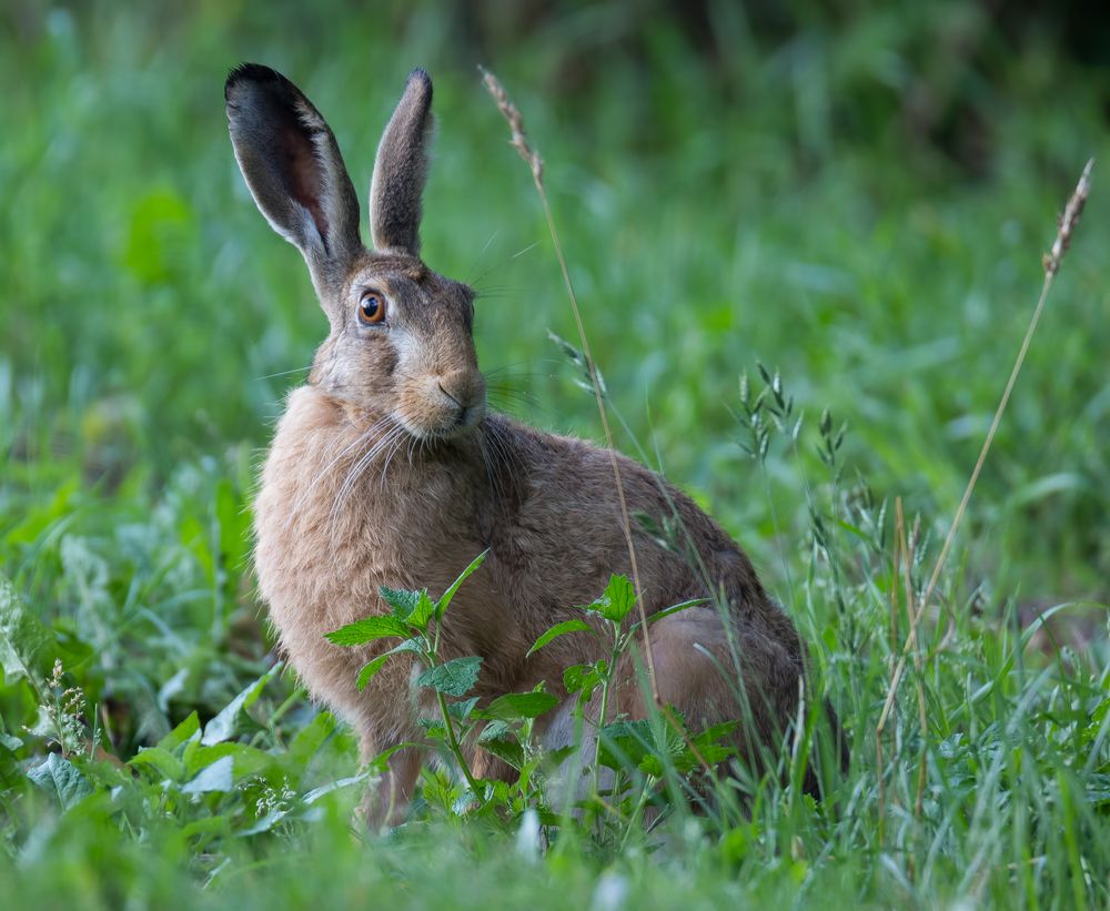 Viele Feldhasen Foto & Bild | tiere, wildlife, säugetiere Bilder