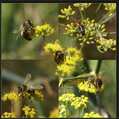 Viele fleissige Bienchen