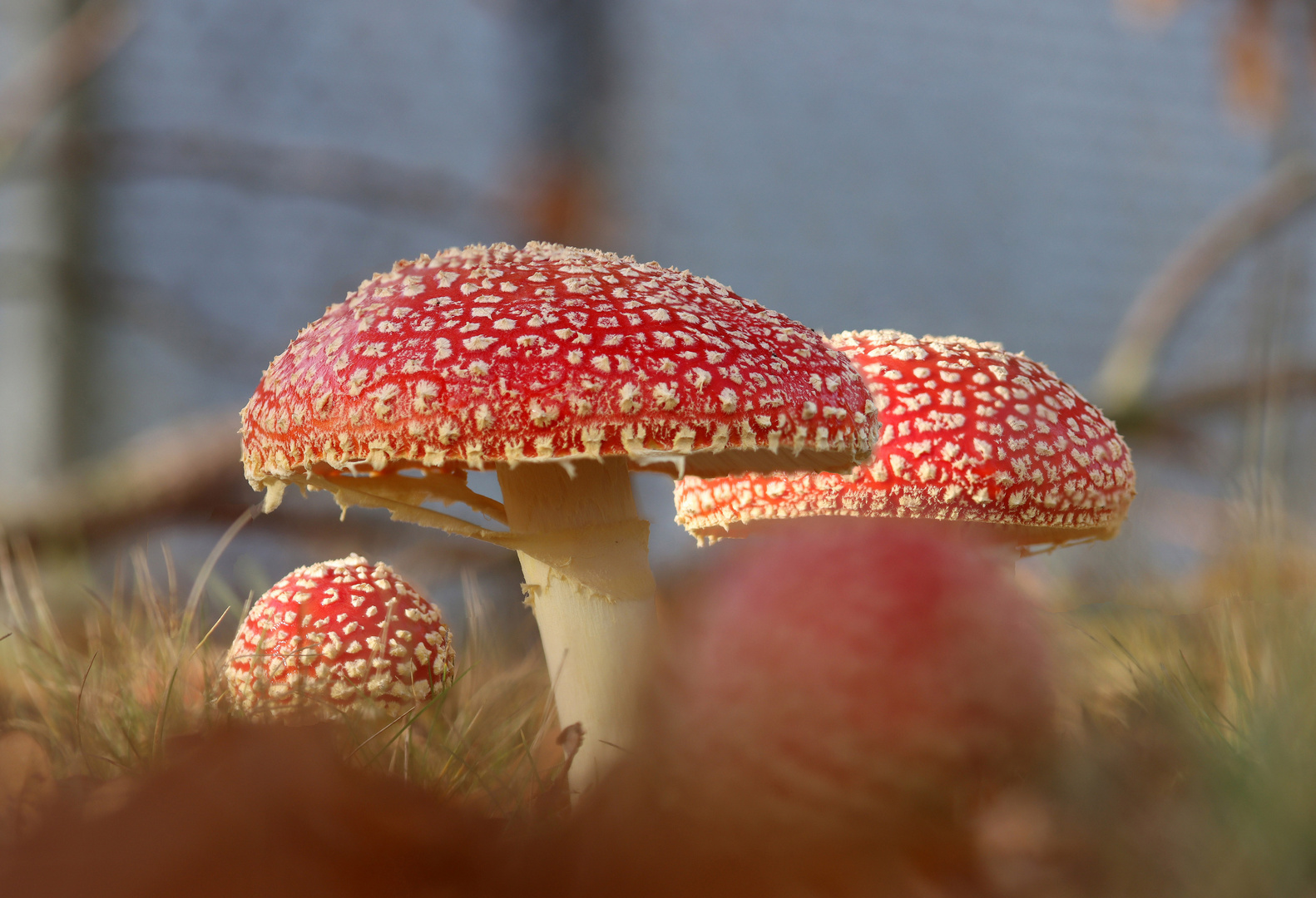 Viele Fliegenpilze