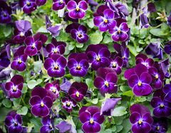 viele freundliche violette gesichtchen