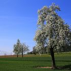 Viele Frühlingsgrüsse und ein schönes Osterwochenende