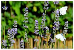 Viele Gäste hatte heute der Lavendel!