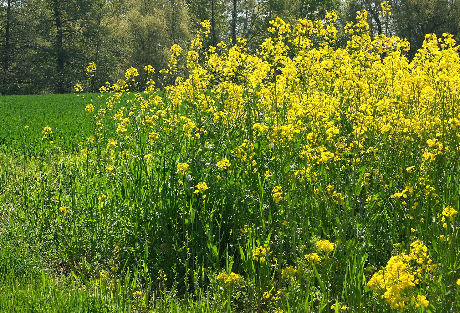 Viele gelbe Blümchen