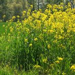 Viele gelbe Blümchen