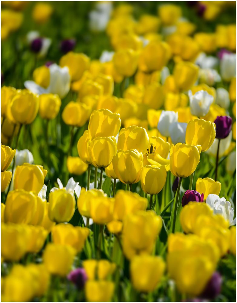 Viele gelbe Tulpen