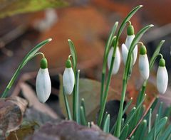 viele Glöckchen machen einen Frühling