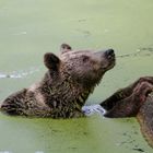 Viele Grüße aus dem Berliner Zoo-1