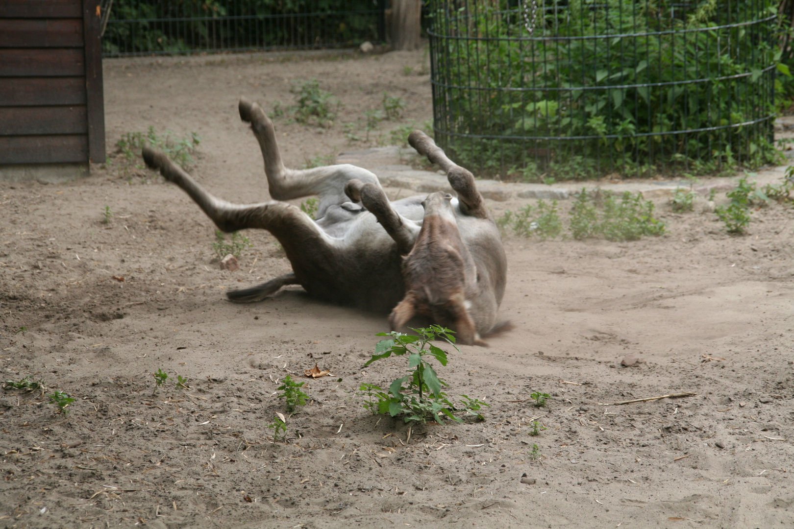 Viele Grüße aus dem Berliner Zoo-2